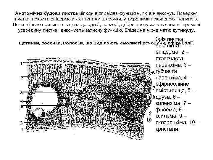 Анатомічна будова листка цілком відповідає функціям, які він виконує. Поверхня листка покрита епідермою клітинами