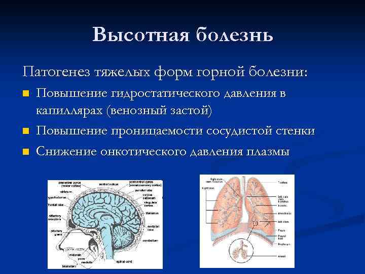 Высотная болезнь Патогенез тяжелых форм горной болезни: n n n Повышение гидростатического давления в