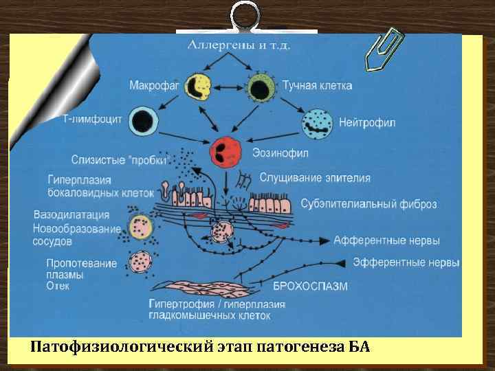 Патофизиологический этап патогенеза БА 