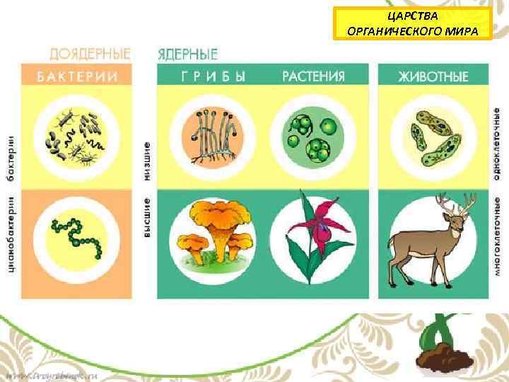 ЦАРСТВА ОРГАНИЧЕСКОГО МИРА 