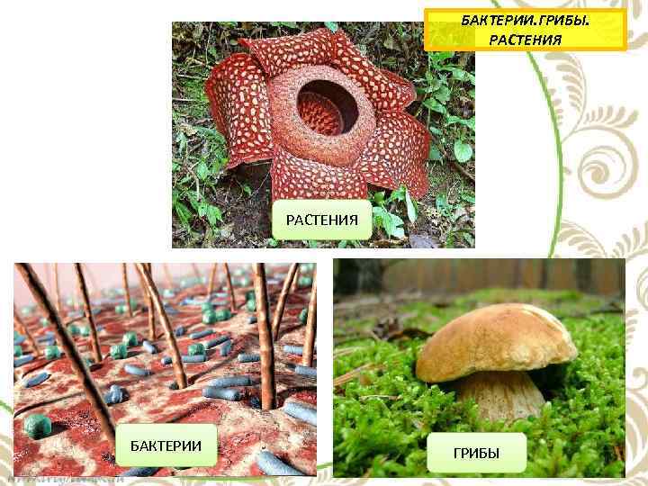 БАКТЕРИИ. ГРИБЫ. РАСТЕНИЯ БАКТЕРИИ ГРИБЫ 