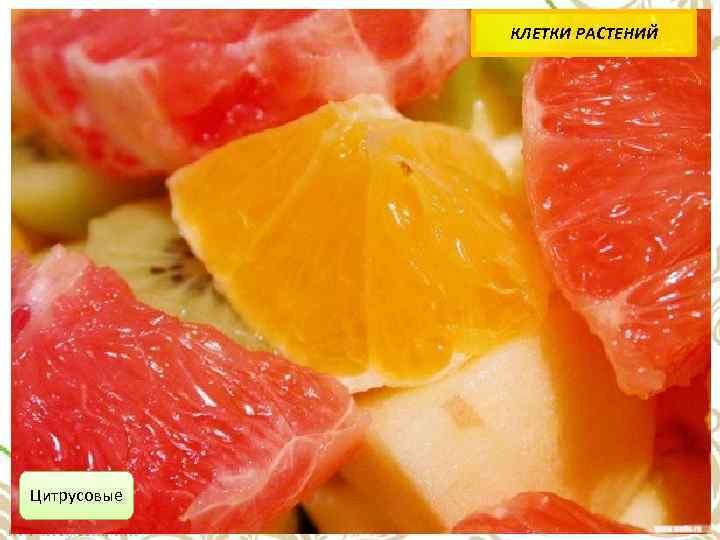 КЛЕТКИ РАСТЕНИЙ Цитрусовые 
