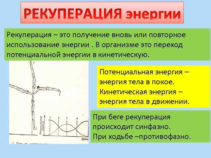 Рекуперация – это получение вновь или повторное использование энергии. В организме это переход потенциальной