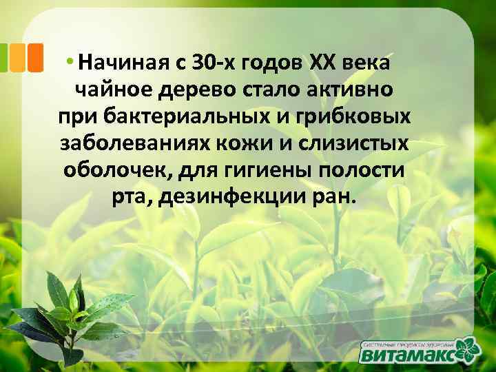  • Начиная с 30 -х годов XX века чайное дерево стало активно при