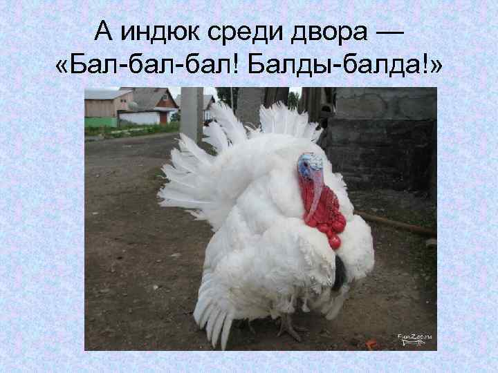 А индюк среди двора — «Бал-бал! Балды-балда!» 
