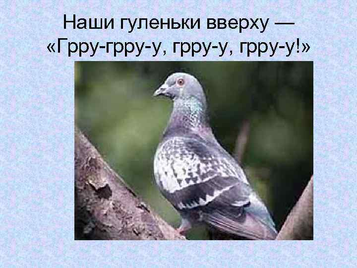 Наши гуленьки вверху — «Грру-грру-у, грру-у!» 