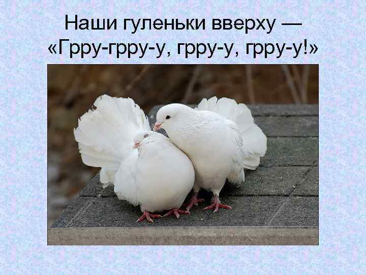 Наши гуленьки вверху — «Грру-грру-у, грру-у!» 