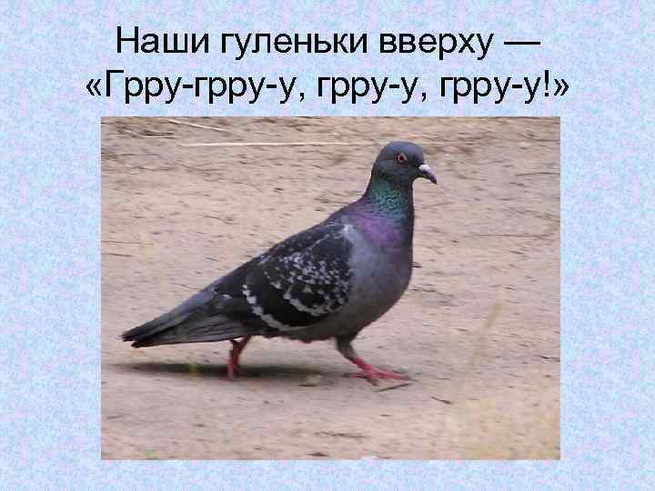 Наши гуленьки вверху — «Грру-грру-у, грру-у!» 