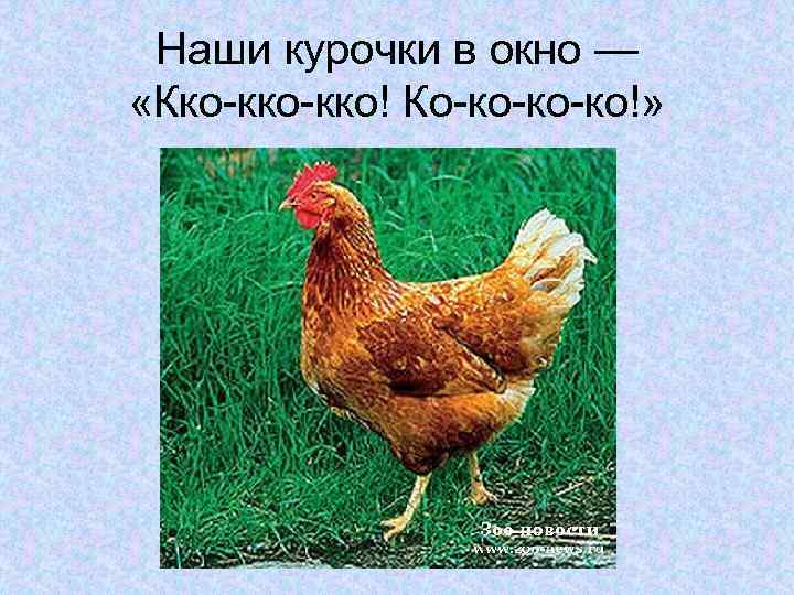 Наши курочки в окно — «Кко-кко! Ко-ко-ко-ко!» 