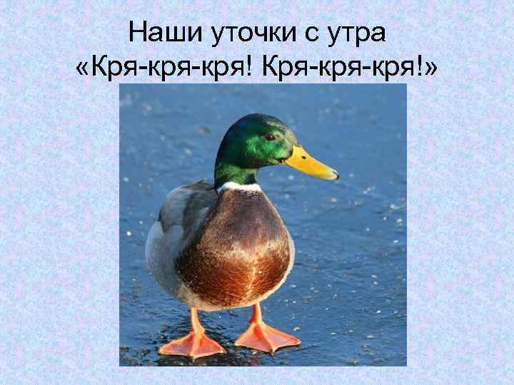 Наши уточки с утра «Кря-кря!» 