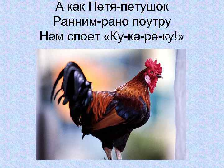 А как Петя-петушок Ранним-рано поутру Нам споет «Ку-ка-ре-ку!» 