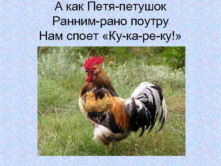 А как Петя-петушок Ранним-рано поутру Нам споет «Ку-ка-ре-ку!» 