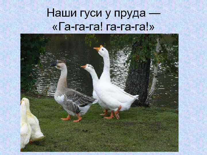 Наши гуси у пруда — «Га-га-га! га-га-га!» 