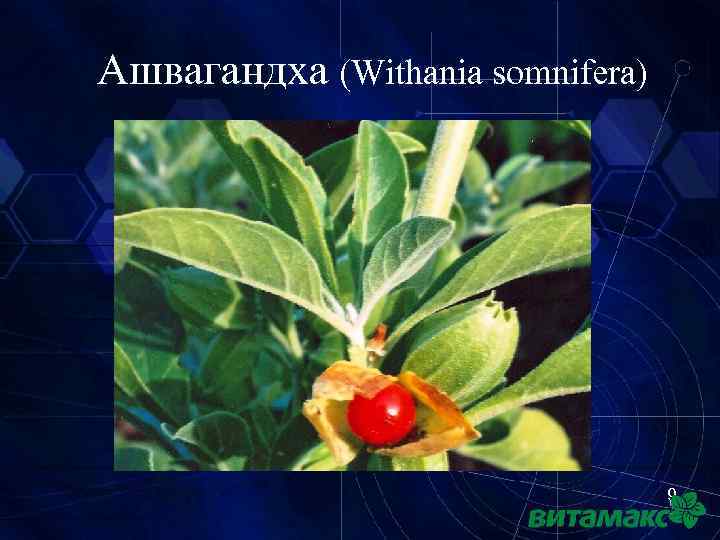 Ашвагандха (Withania somnifera) 9 