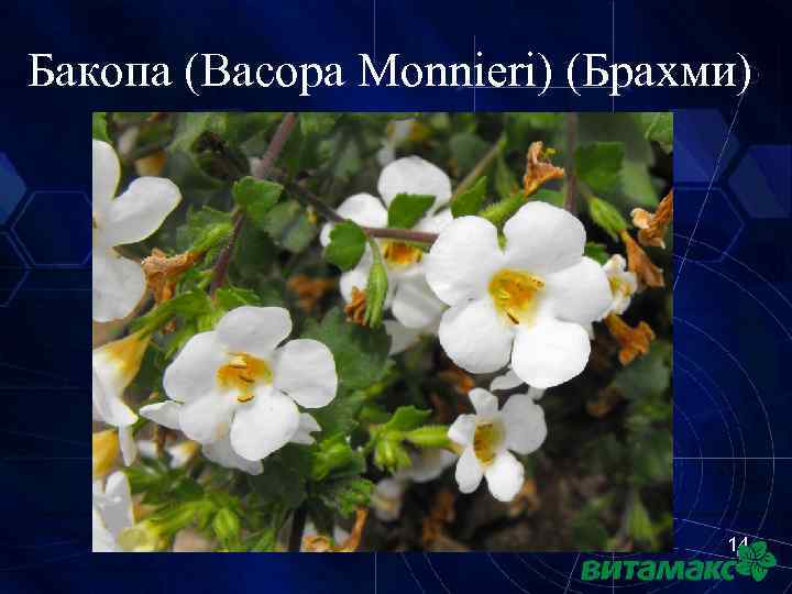 Бакопа (Bacopa Monnieri) (Брахми) 14 