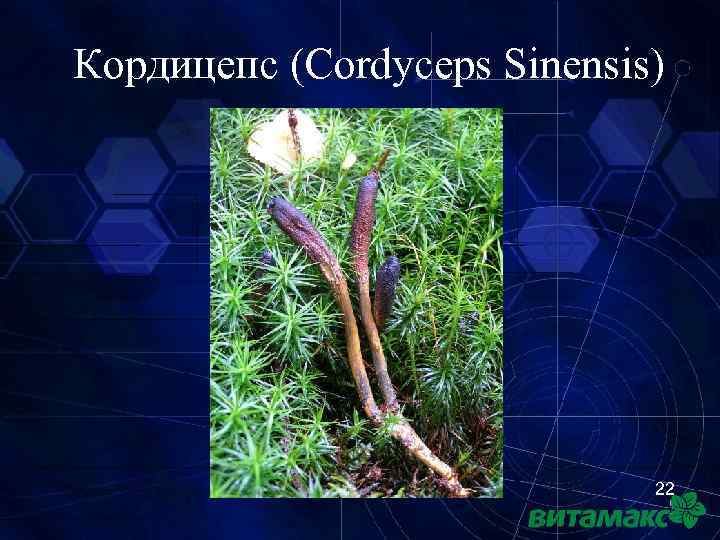 Кордицепс (Cordyceps Sinensis) 22 