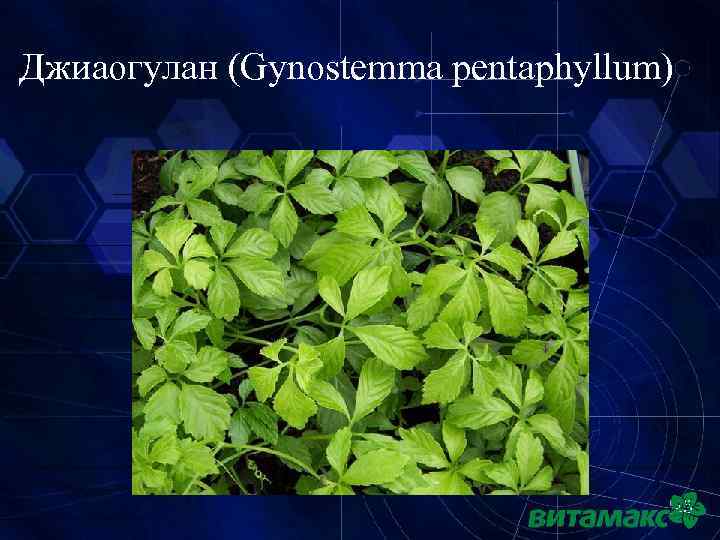 Джиаогулан (Gynostemma pentaphyllum) 25 