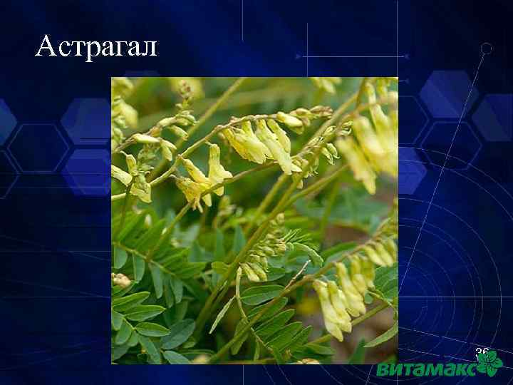 Астрагал 36 