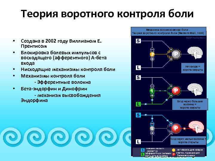 Теория воротного контроля боли Механизм возникновения боли. Теория воротного контроля боли (Melzack-Wall, 1999) •