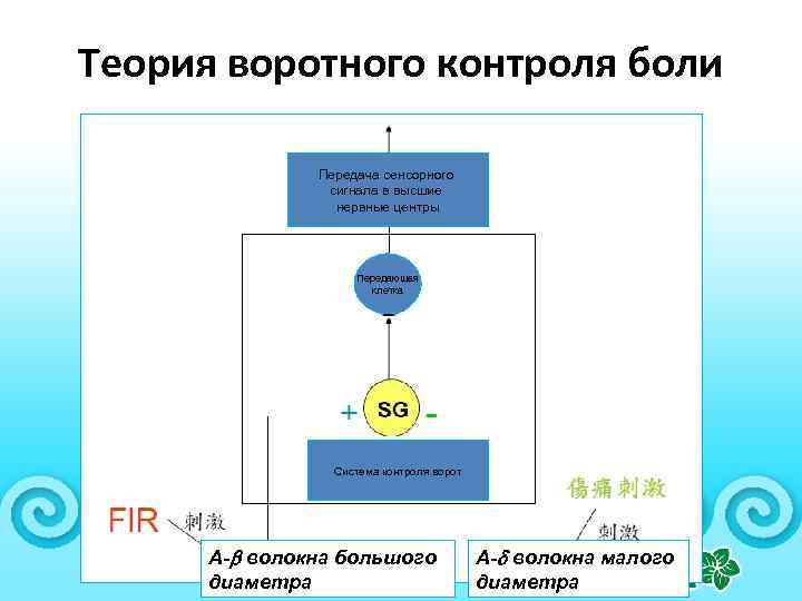 Теория воротного контроля боли Передача сенсорного сигнала в высшие нервные центры Передающая клетка Система