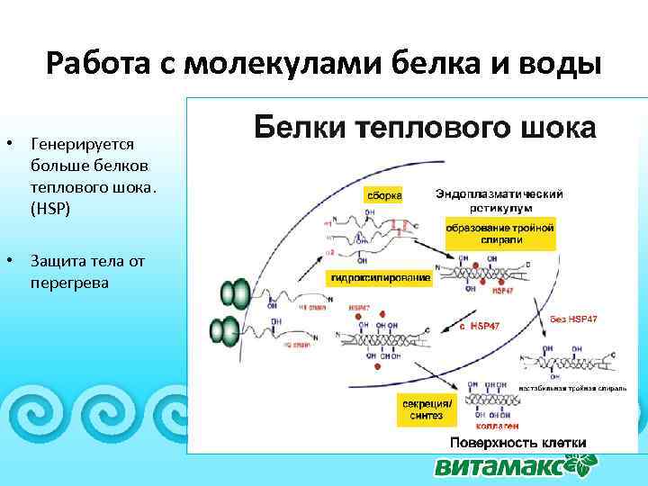 Работа с молекулами белка и воды • Генерируется больше белков теплового шока. (HSP) •