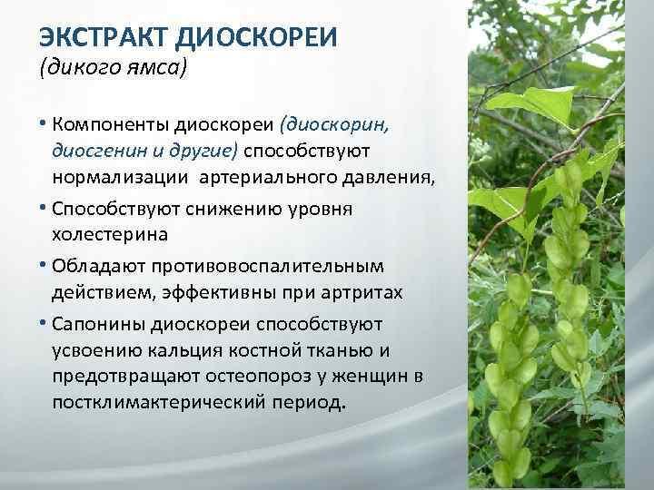 Диоскорея Кавказская растение. Диоскорея ниппонская корень. Диоскореи кавказской корневища. Корневища с корнями диоскореи.