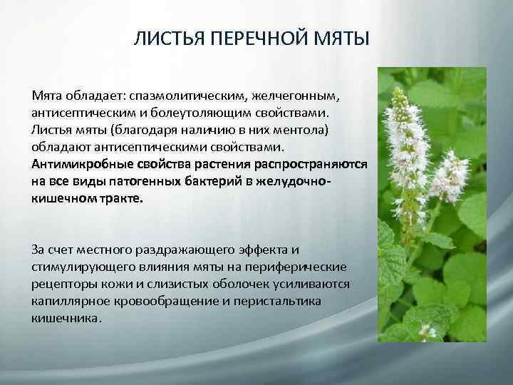 ЛИСТЬЯ ПЕРЕЧНОЙ МЯТЫ Мята обладает: спазмолитическим, желчегонным, антисептическим и болеутоляющим свойствами. Листья мяты (благодаря