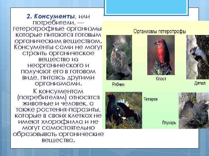 Лес консументы 2 порядка. Консументы в биоценозе. Гетеротрофные организмы животные. Консументы или потребители. Гетеротрофные организмы консументы.