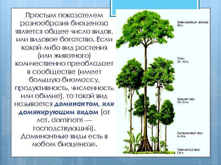 Состав и структура биоценоза презентация - 85 фото