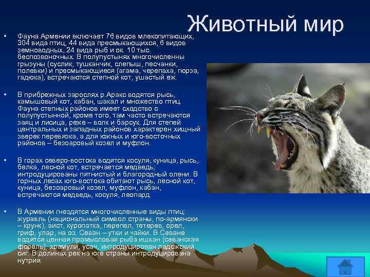 Животный мир • Фауна Армении включает 76 видов млекопитающих, 304 вида птиц, 44 вида