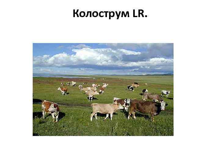 Колострум LR. 
