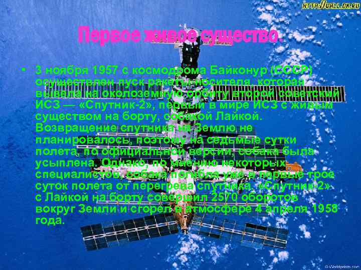 Первое живое существо. • 3 ноября 1957 с космодрома Байконур (СССР) осуществлен пуск ракеты-носителя,