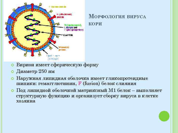 МОРФОЛОГИЯ ВИРУСА КОРИ Вирион имеет сферическую форму Диаметр 250 нм Наружная липидная оболочка имеет