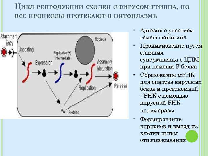 ЦИКЛ РЕПРОДУКЦИИ СХОДЕН С ВИРУСОМ ГРИППА, НО ВСЕ ПРОЦЕССЫ ПРОТЕКАЮТ В ЦИТОПЛАЗМЕ • Адгезия