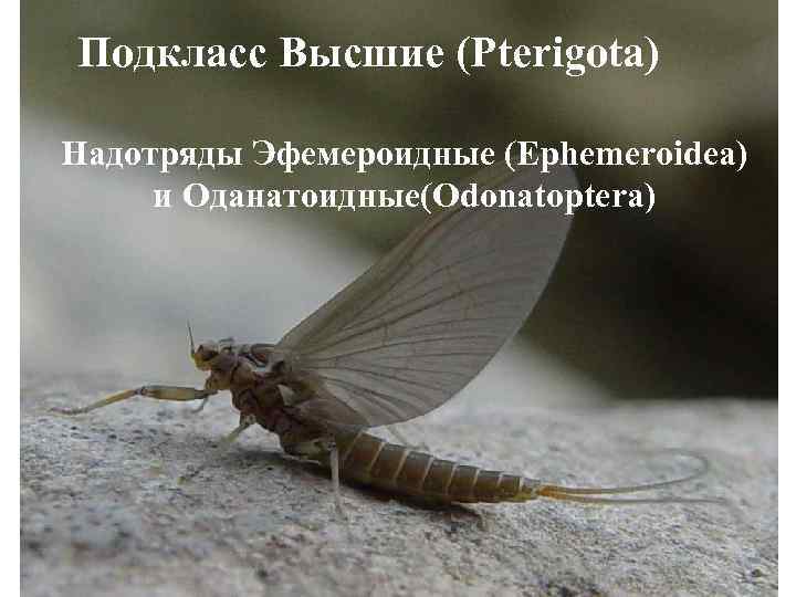 Подкласс Высшие (Рterigota) Надотряды Эфемероидные (Ephemeroidea) и Оданатоидные(Odonatoptera) 