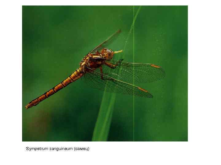 Sympetrum sanguineum (самец) 