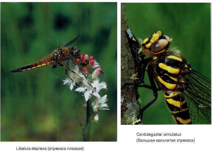 Cordulegaster annulatus (большая кольчатая стрекоза) Libelula depresa (стрекоза плоская) 