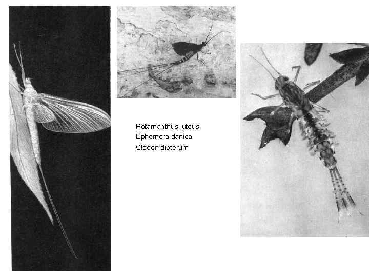 Potamanthus luteus Ephemera danica Cloeon dipterum 
