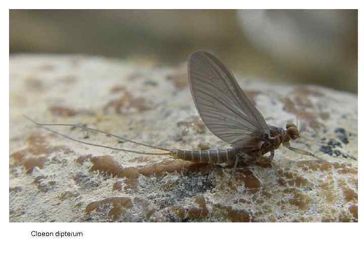Cloeon dipterum 