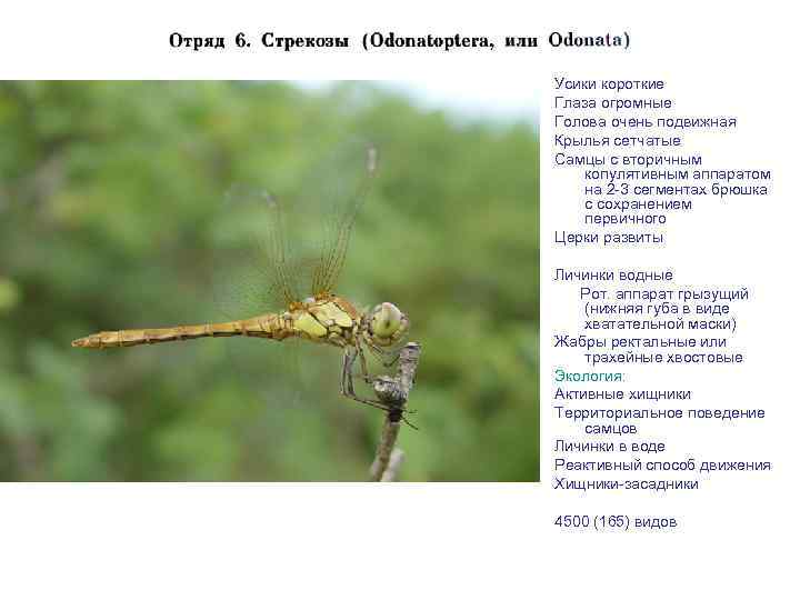 Усики короткие Глаза огромные Голова очень подвижная Крылья сетчатые Самцы с вторичным копулятивным аппаратом