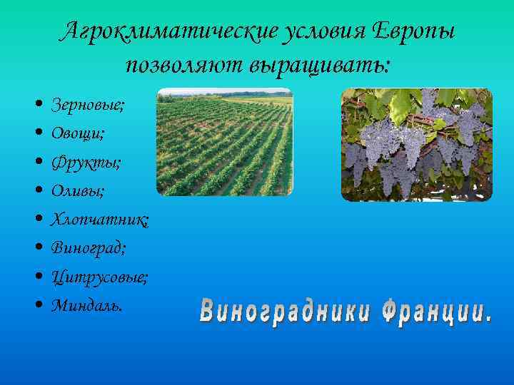 Агроклиматические условия Европы позволяют выращивать: • • Зерновые; Овощи; Фрукты; Оливы; Хлопчатник; Виноград; Цитрусовые;