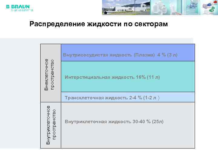 Распределение жидкости по секторам Внеклеточное пространство Внутрисосудистая жидкость (Плазма) 4 % (3 л) Интерстициальная