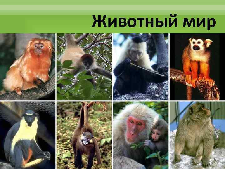 Животный мир 