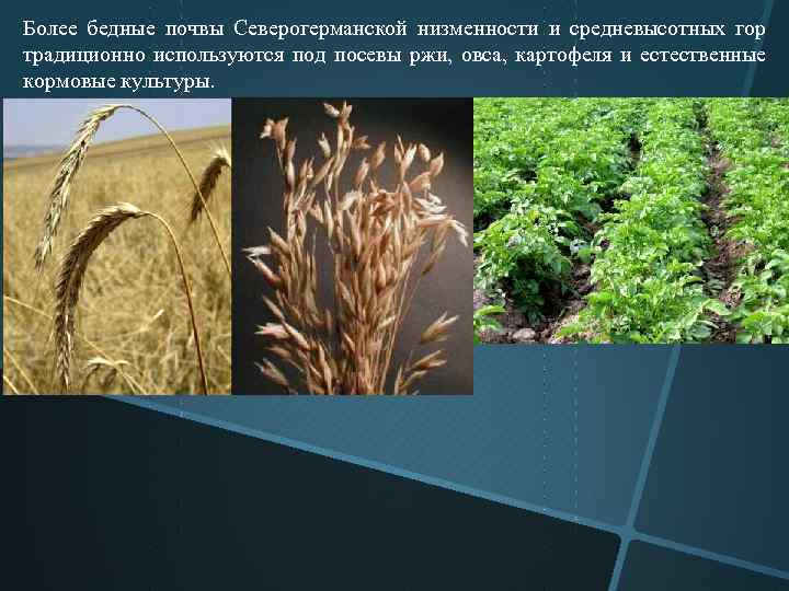 Более бедные почвы Северогерманской низменности и средневысотных гор традиционно используются под посевы ржи, овса,