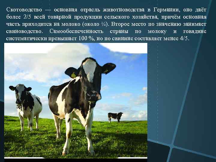 Скотоводство основные отрасли. Основная продукция скотоводства.