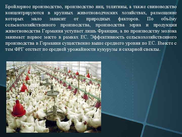 Бройлерное производство, производство яиц, телятины, а также свиноводство концентрируются в крупных животноводческих хозяйствах, размещение