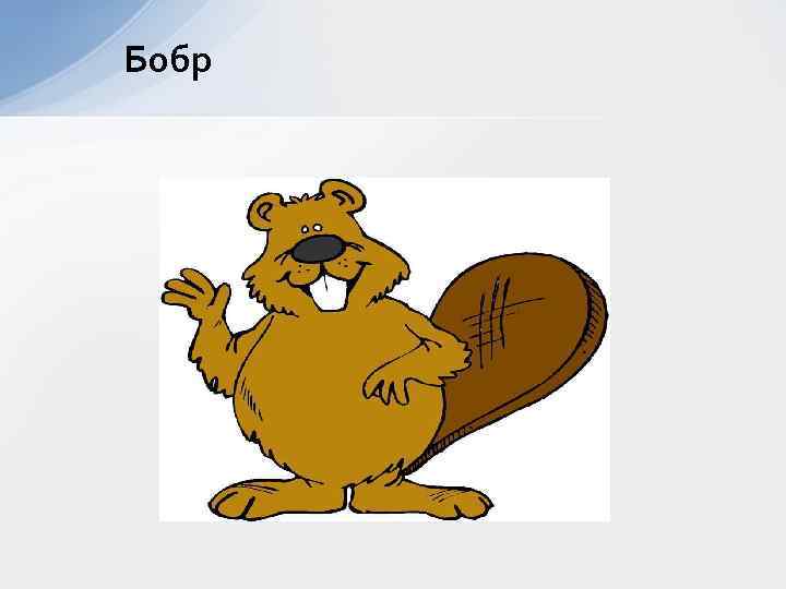 Бобр 