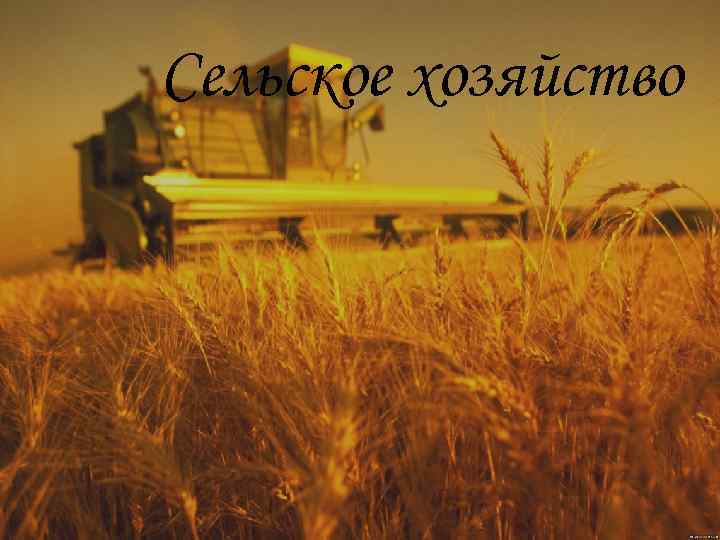 Сельское хозяйство 