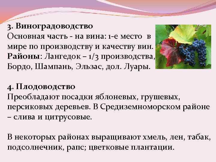 3. Виноградоводство Основная часть - на вина: 1 -е место в мире по производству
