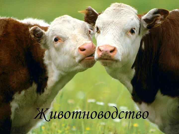 Животноводство 
